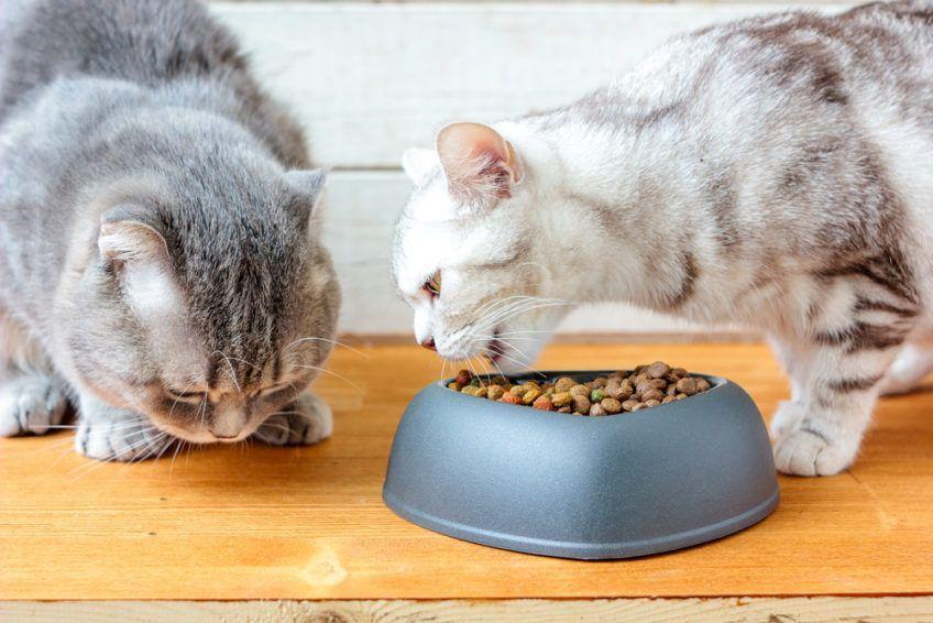 Dwa koty przy misce z jedzeniem