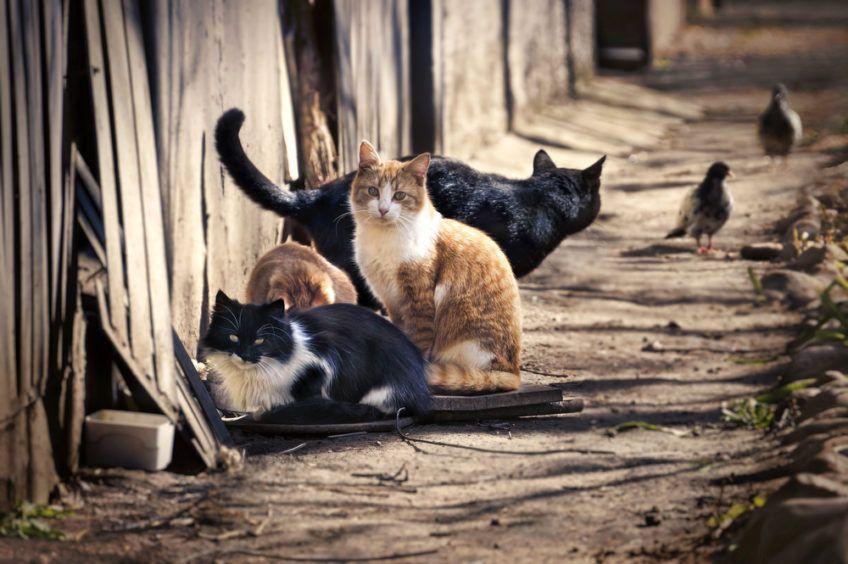 grupa kotów
