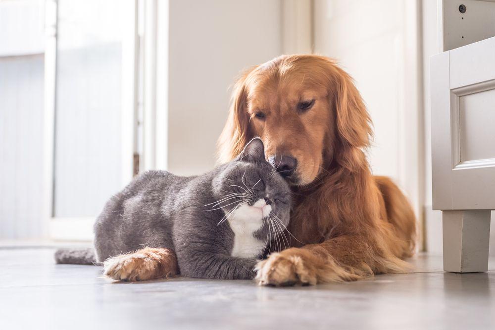 kot przytula się do psa