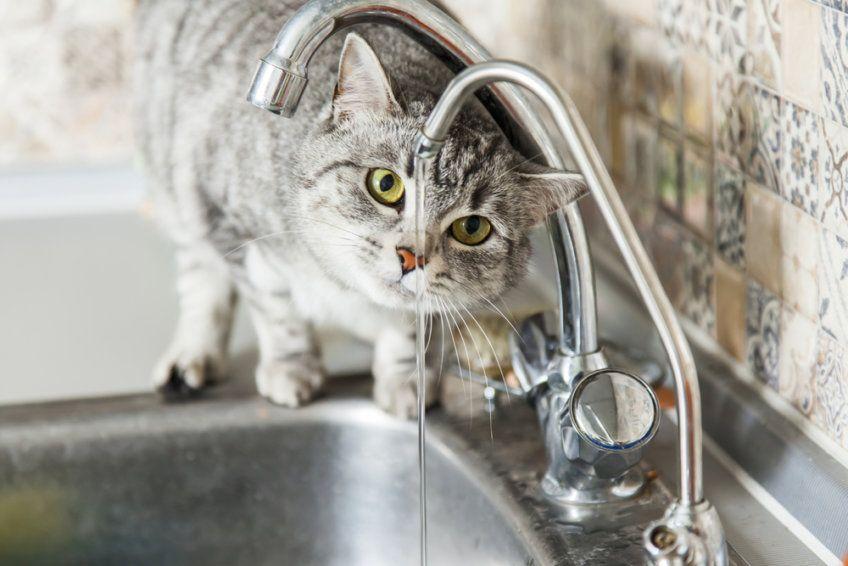 kot pije wodę z kranu