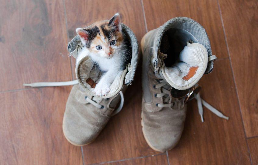 kot w butach