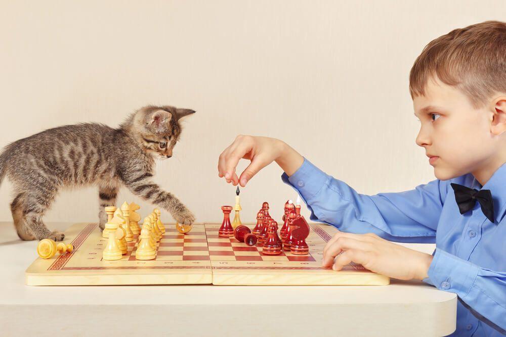 kot gra w szachy z dzieckiem