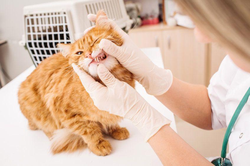 weterynarz sprawdza kotu zęby