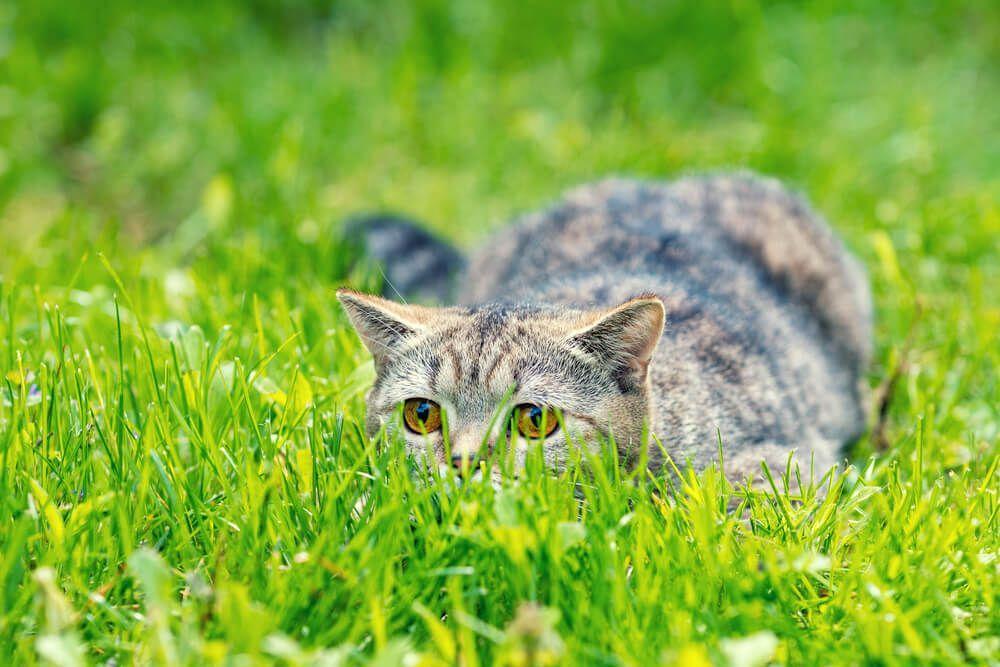 kot chowa się w trawie