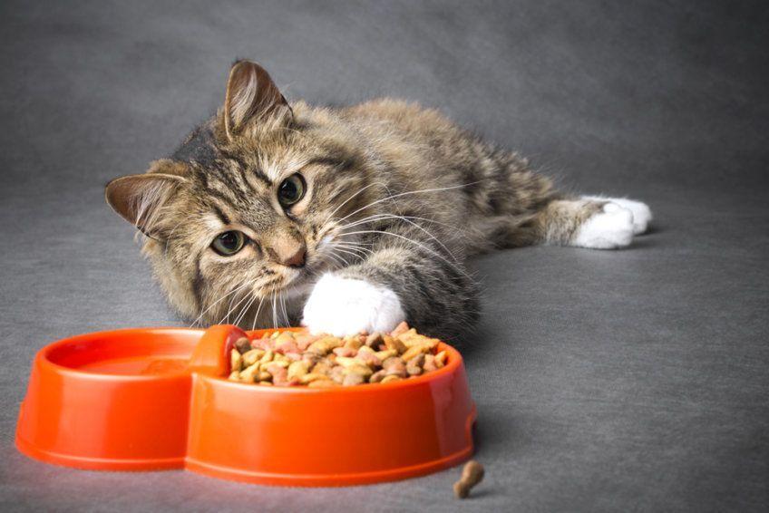 kot wyciąga jedzenie z miski
