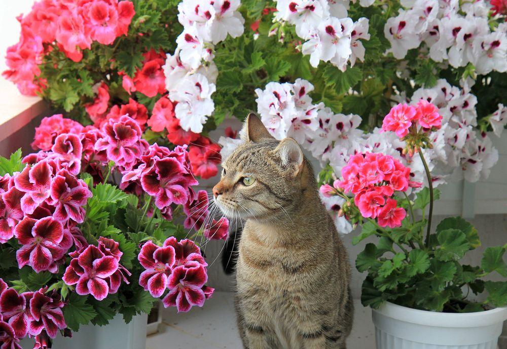 kot wśród roślin doniczkowych