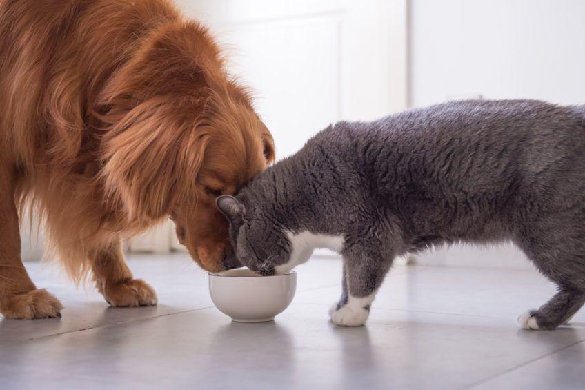 Kot i pies jedzą z tej samej miski