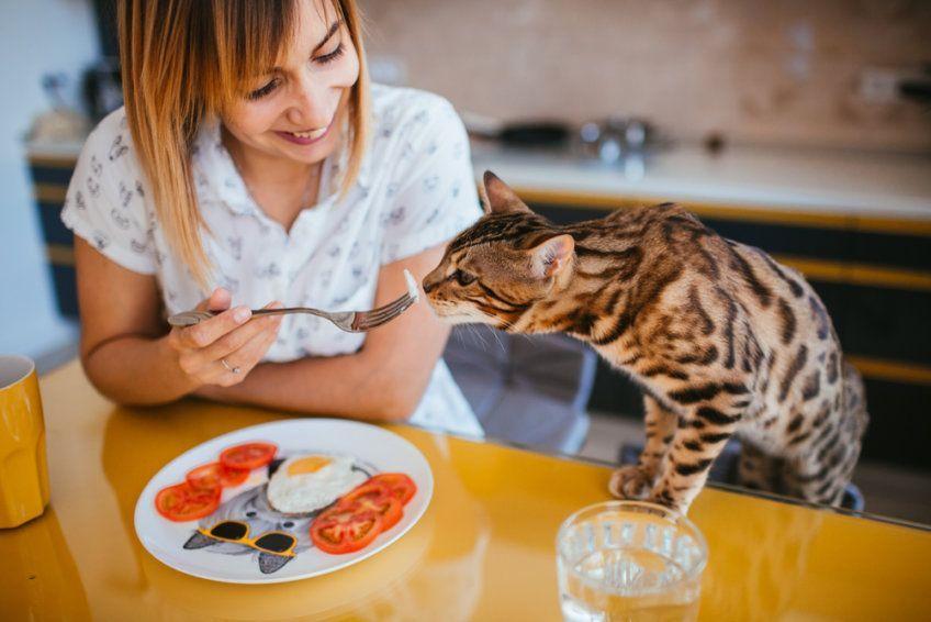 jakie suplementy są niezbędne w diecie kota