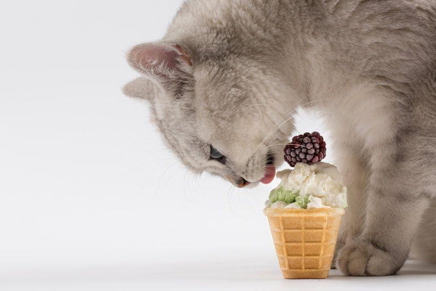 czy koty mogą jeść lody