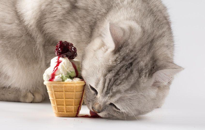 kot jedzący lody