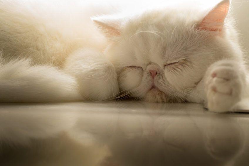 Biały kot śpi na