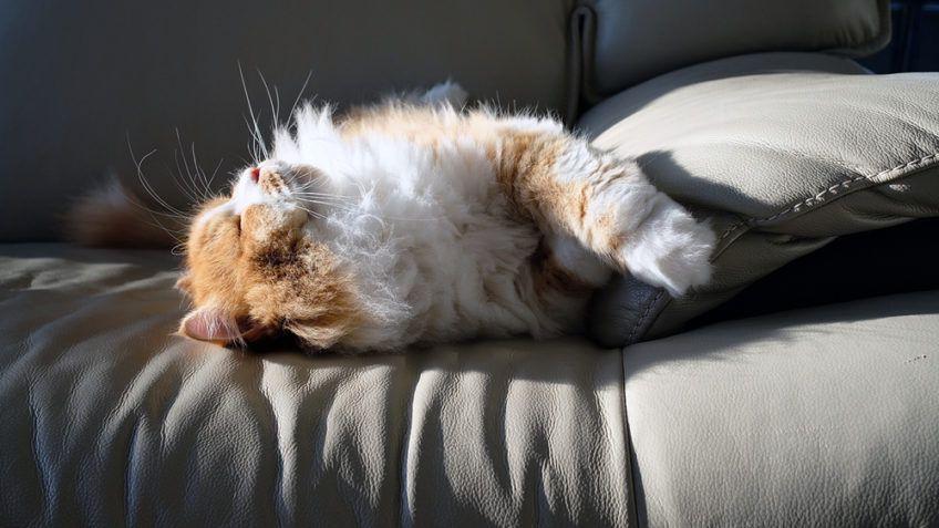 Kot rasy Pers śpi na szarej kanapie