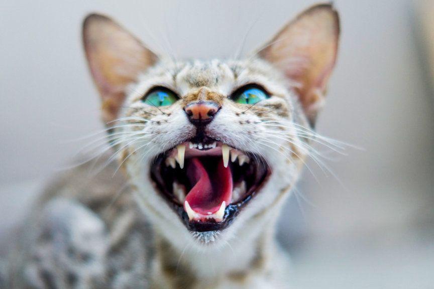 Dlaczego domowe koty nie potrafią ryczeć?