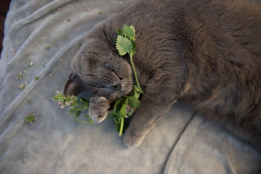 rośliny uspakajające dla kota, zioła dla kota