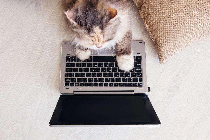 kot domowy i laptop
