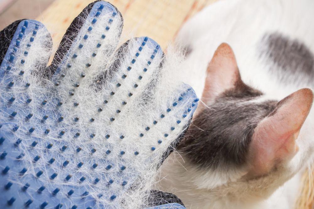 gumowa rękawica do czesania sierści kota