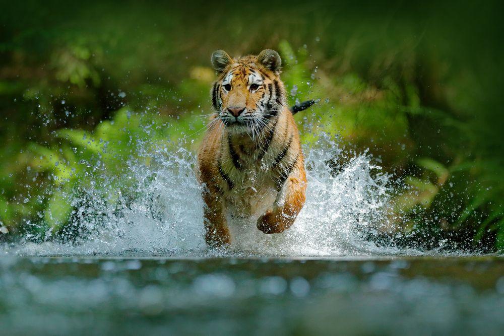 tygrys amurski biegnie przez wodę