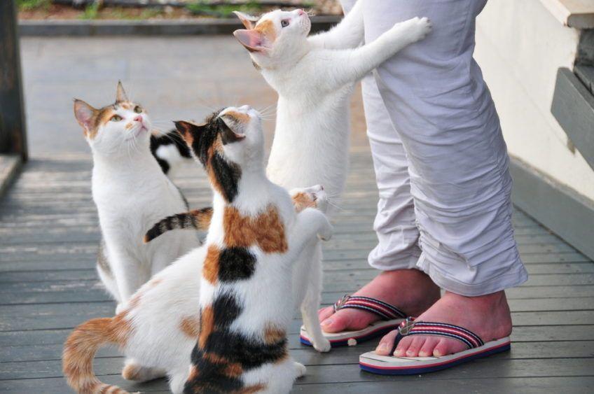 Trzy koty proszą kobietę o jedzenie