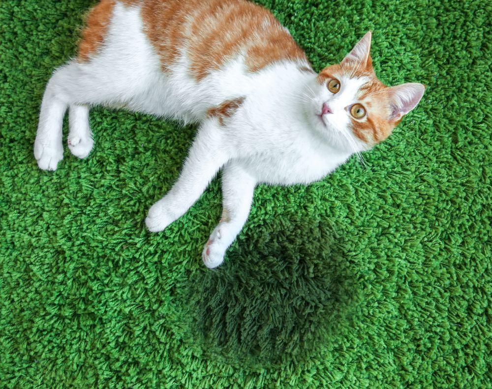 kot leży na dywanie obok mokrej plamy