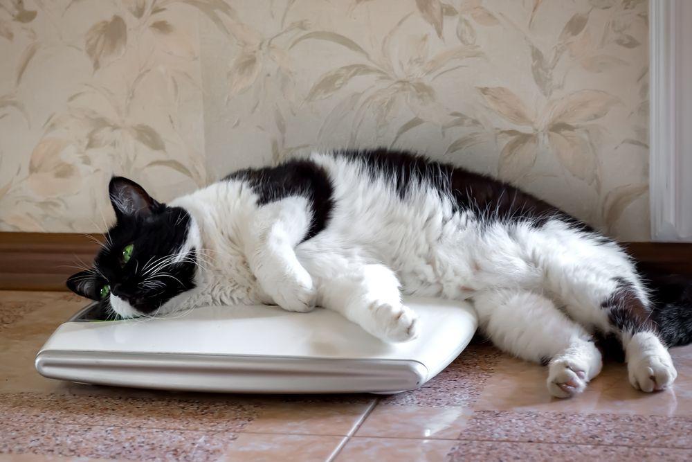 kot leży na wadze