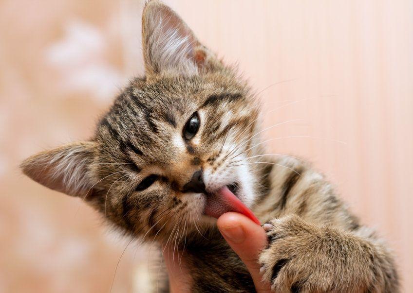 mały kotek liże palec