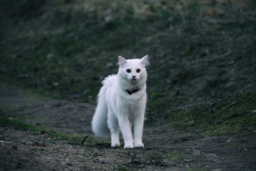 Biały kot stoi na drodze