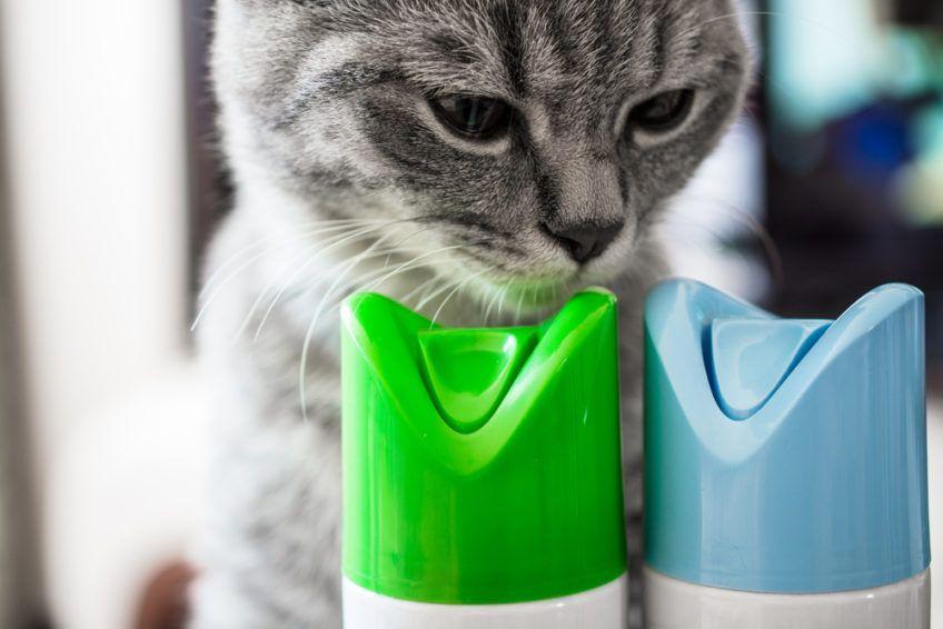 kot wącha detergenty
