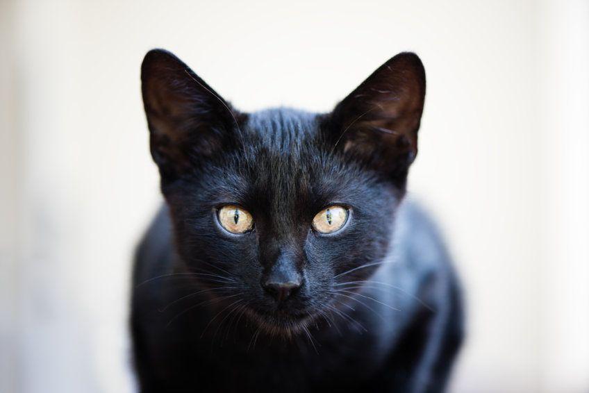 czarny kot dla panny
