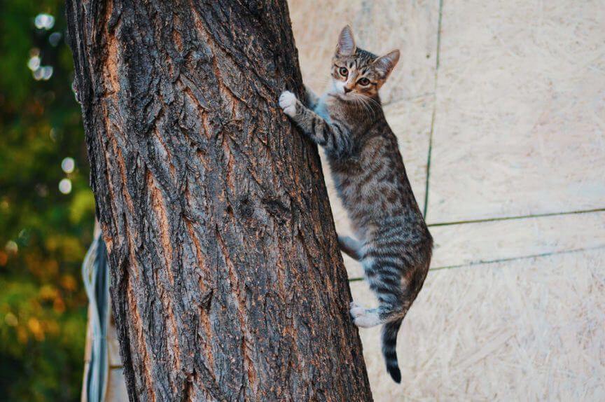 jak zdjąć kota z drzewa