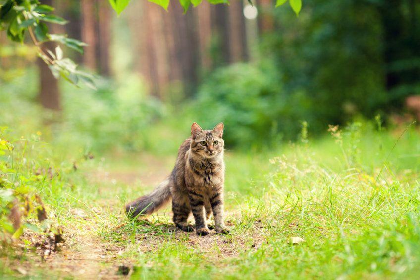 kot w lesie