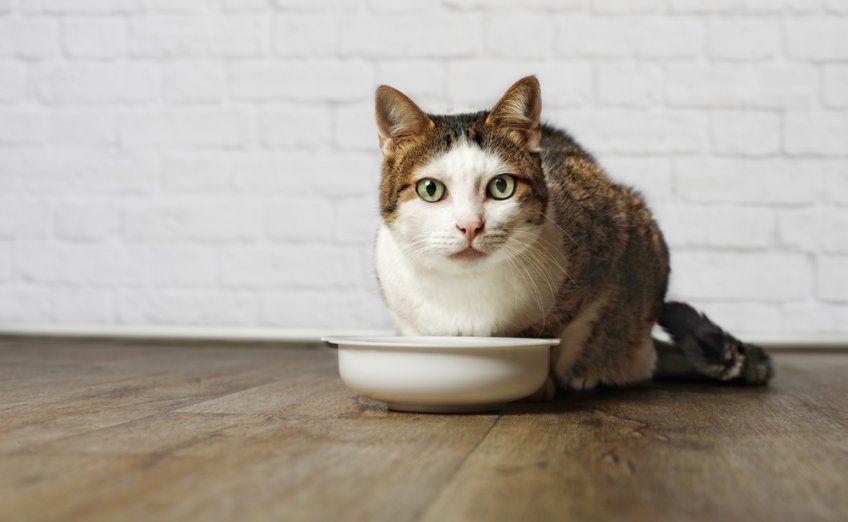 czystek w diecie kota