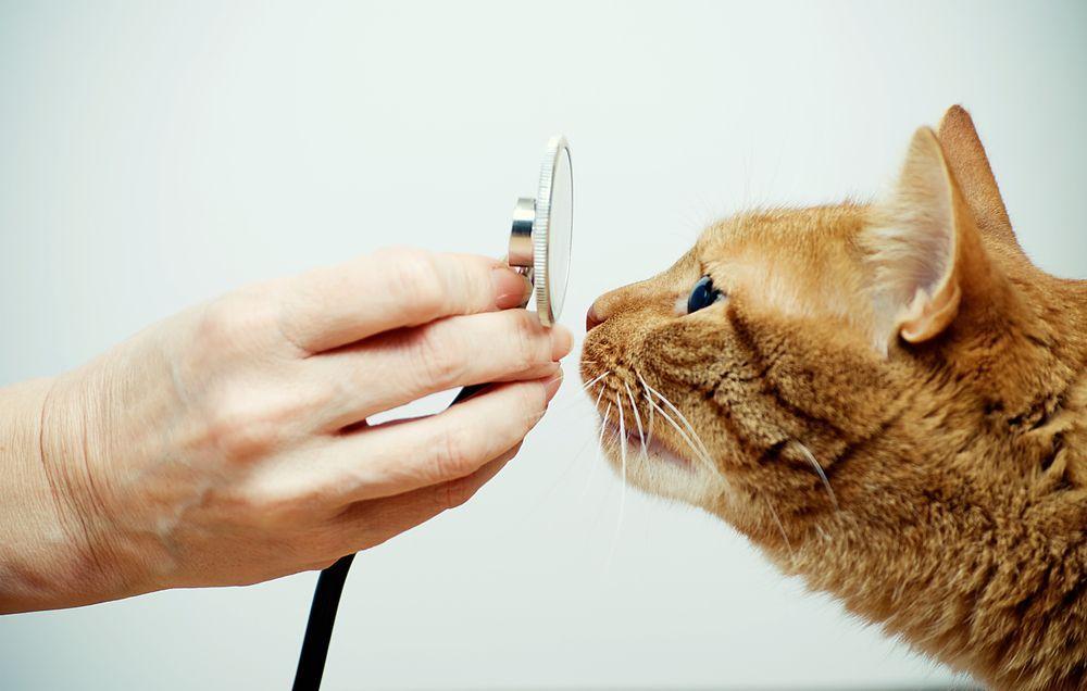badanie kota w lecznicy