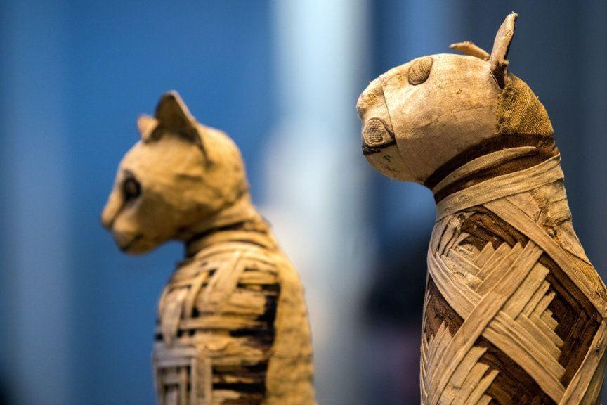 Mumie zwierząt, mumia kota