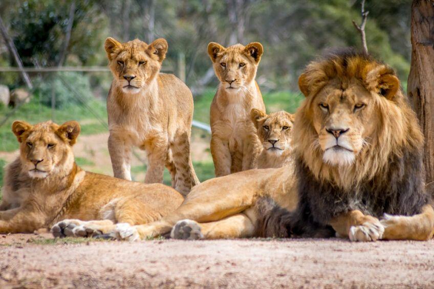 rodzina lwów