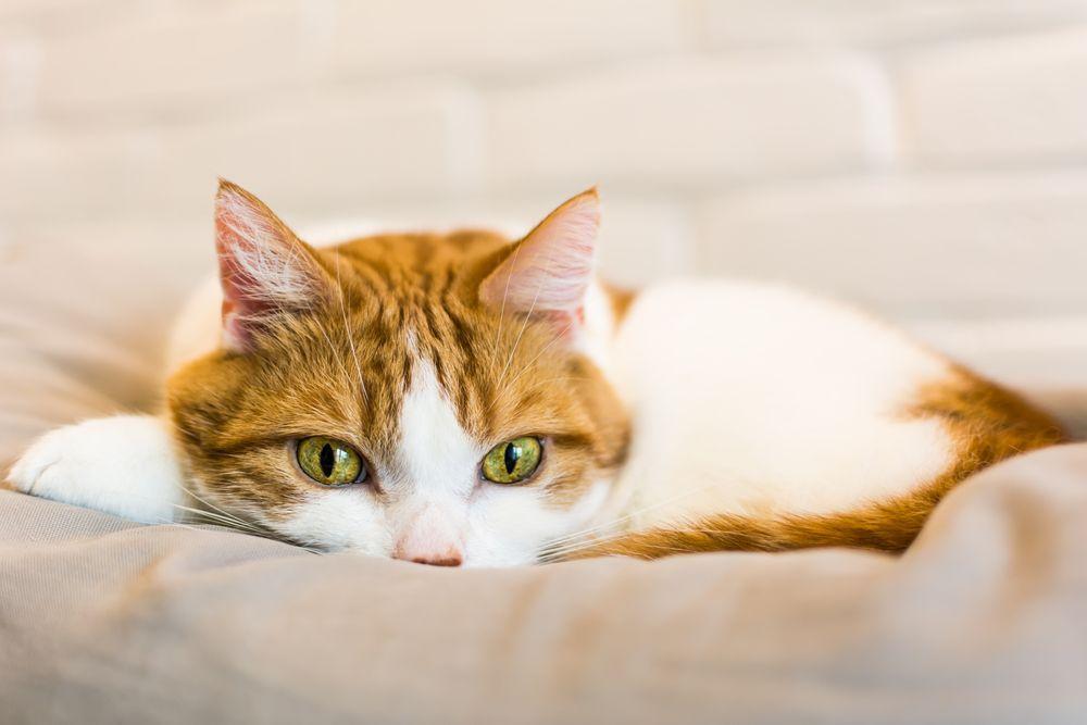 biało-rudy kot z zielonymi oczami