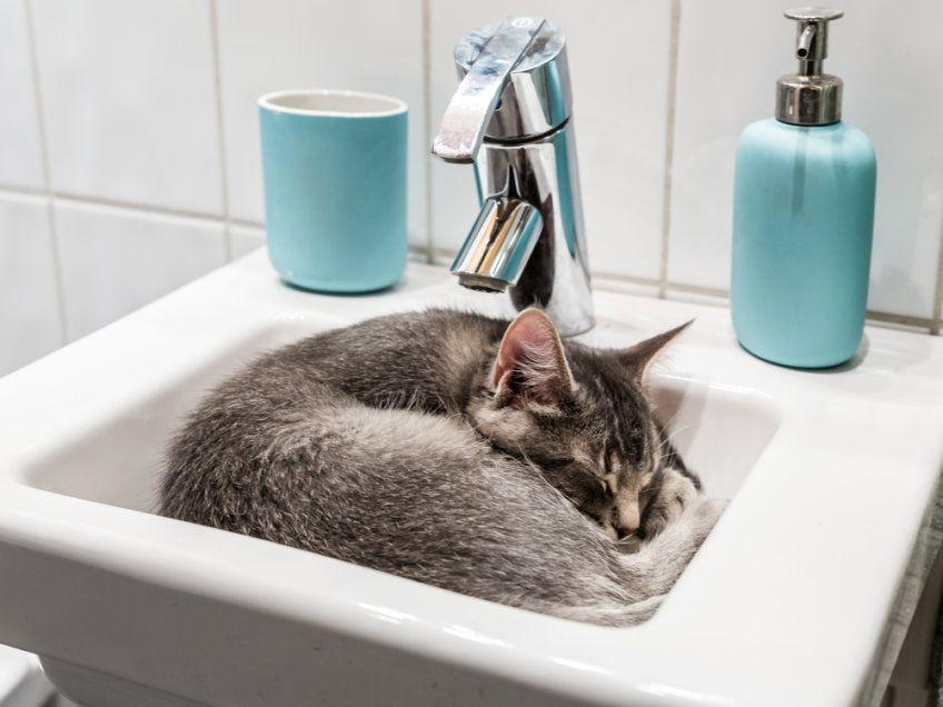 kot śpi w umywalce