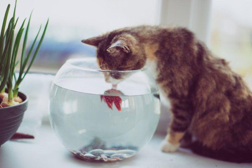 kot bawi się z rybką