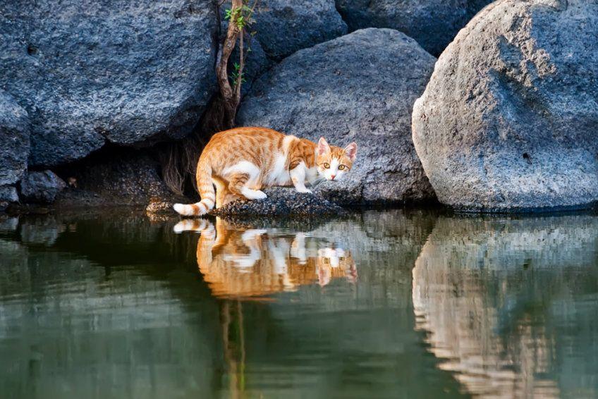 kot nad wodą