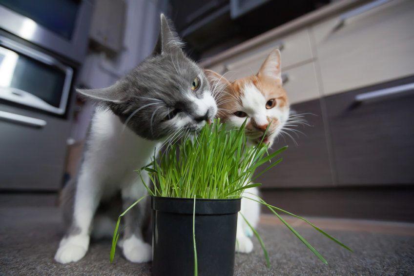 koty jedzą trawę