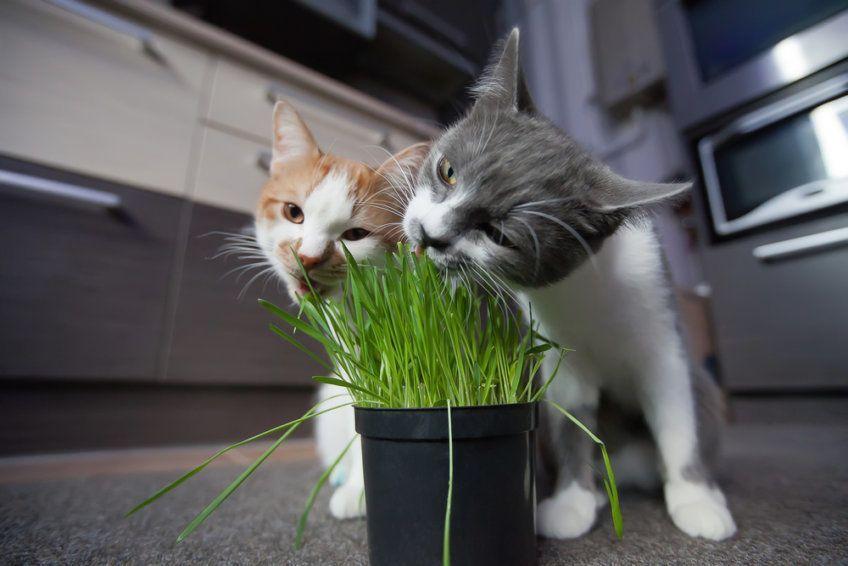 koty jedzą trawkę