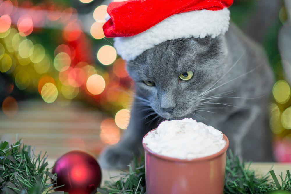 świąteczna dieta dla kota