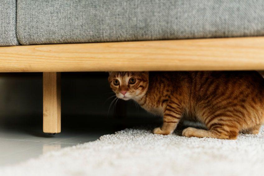 kot ukrywa się pod łóżkiem