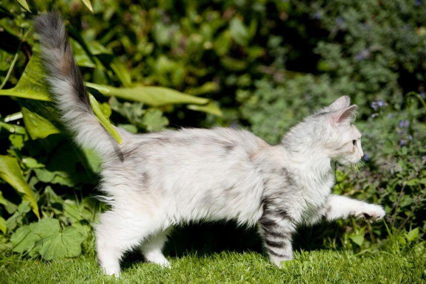 Kot idzie po trawie z podniesionym oogonem