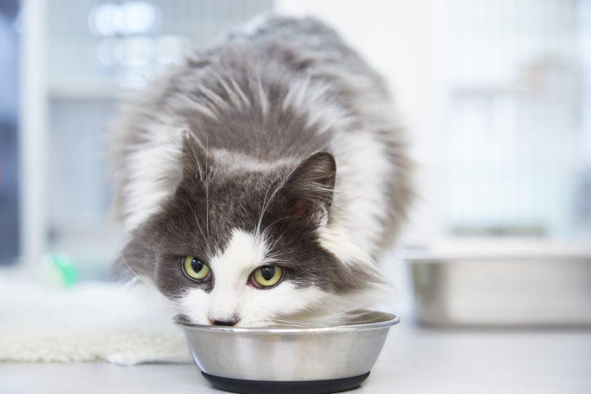 kot pobiera wodę z posiłków