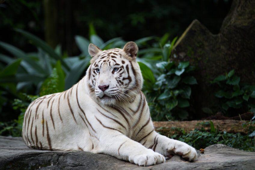 tygrys biały