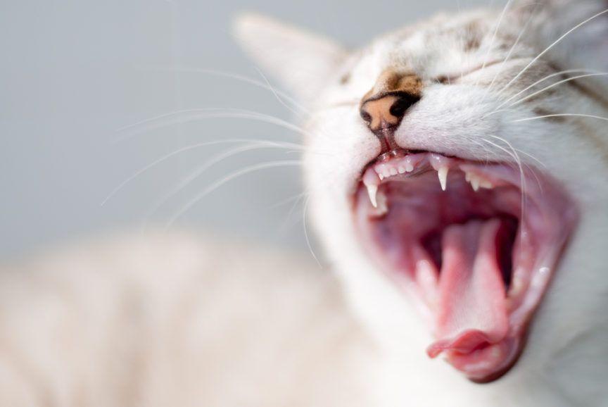 Kot ziewa i pokazuje wszystkie zęby