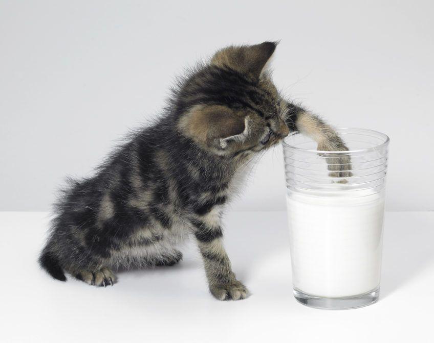 Mały kotek wkłada łapkę do szklanki z mlekiem