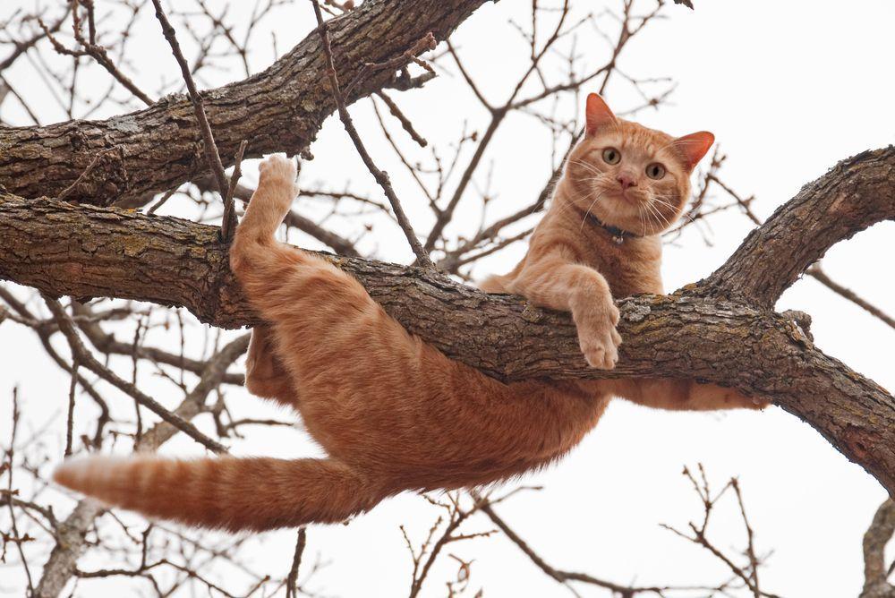 rudy kot na drzewie