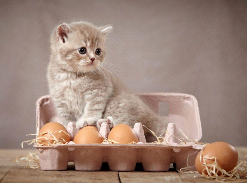 Mały kotek siedzi na jajkach 