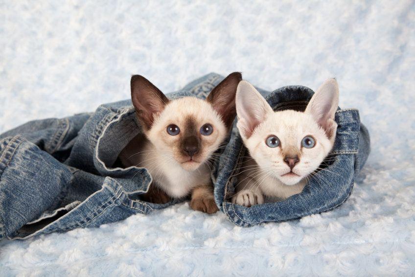 dwa małe kotki syjamskie